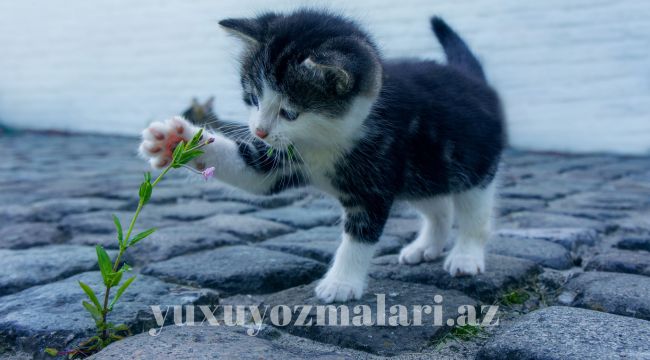 Yuxuda pisik balasi gormek