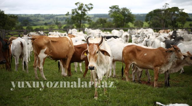 yuxuda mal qara gormek